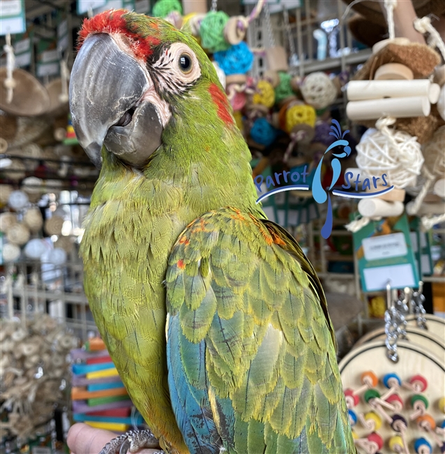 Red Fronted Macaw - Female