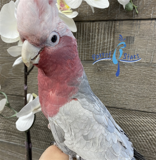 Rose Breasted Cockatoo - Male