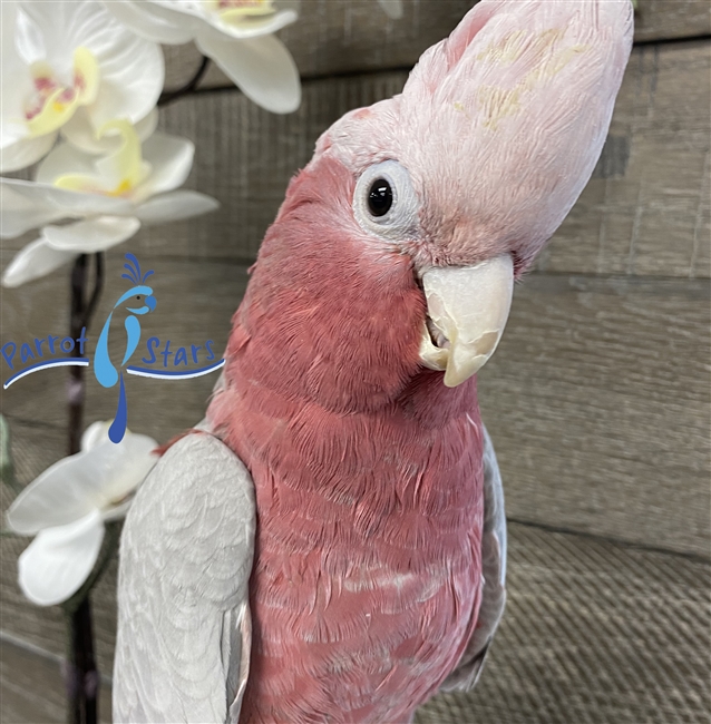 Rose Breasted Cockatoo -  Male