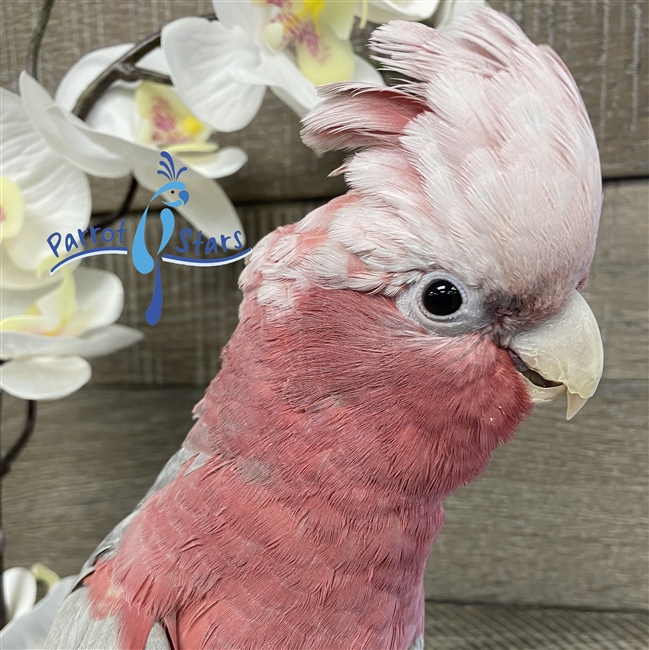 Rose Breasted Cockatoo -  Male