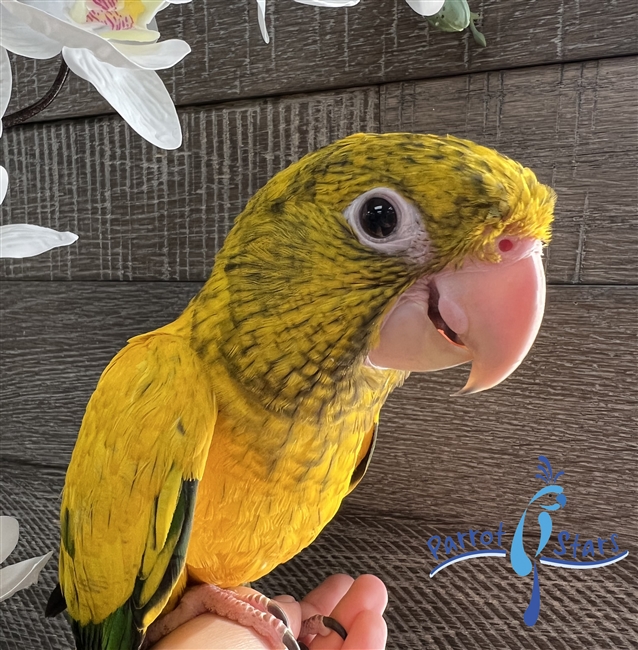 Golden Conure - Queen of Bavaria - Female