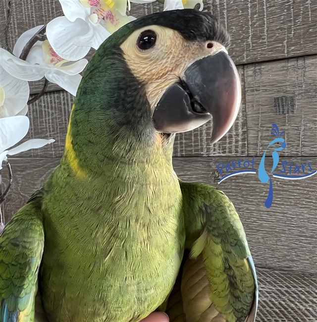 Yellow Collared Macaw - Male