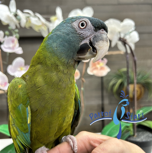 Blue Headed Macaw - Male