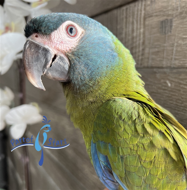 Blue Headed Macaw - Male