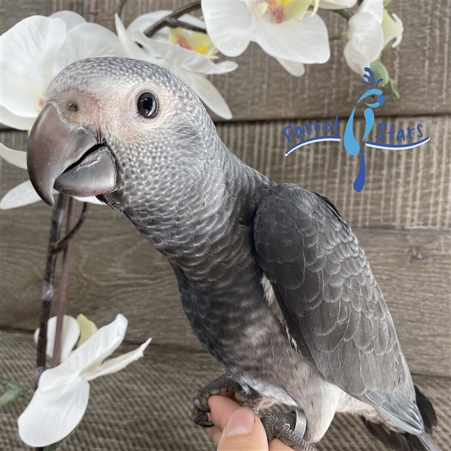 Timneh African Grey - Male