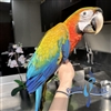 Camelot Macaw - Female