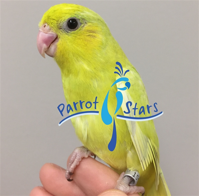 Parrotlet - Yellow - Female