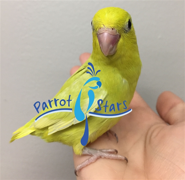 Parrotlet - Yellow - Female