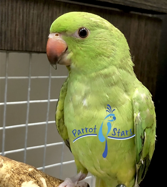 African Ringneck Parakeet - Male