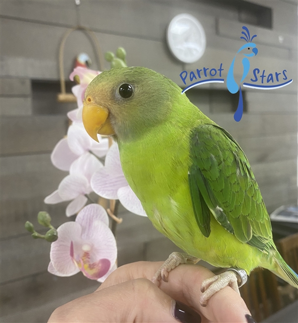 Plum Headed Parakeet - Female