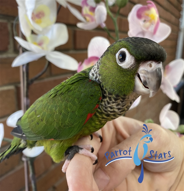 Black Capped Conure - Male