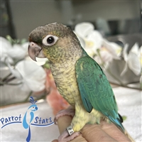 Green Cheek Conure - Turquoise Yellow Side - Female