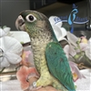 Green Cheek Conure - Turquoise Yellow Side - Female