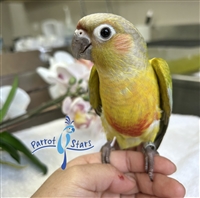 Green Cheek Conure - Dilute - Male