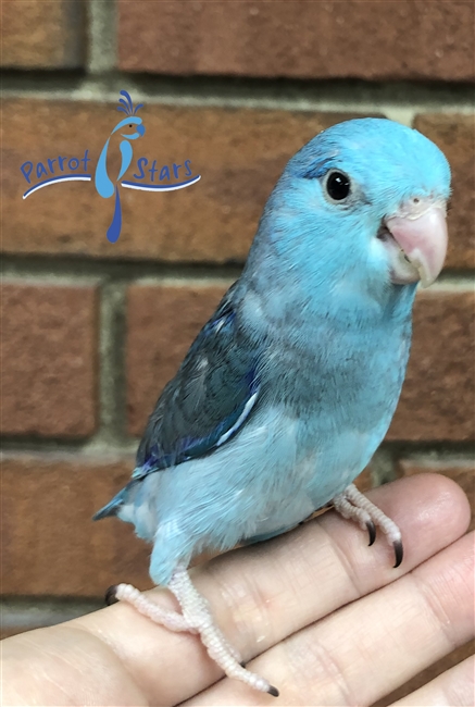 Parrotlet - Blue - Male