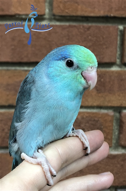 Parrotlet - Turquoise - Male