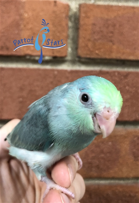 Parrotlet - Turquoise Pied -Female