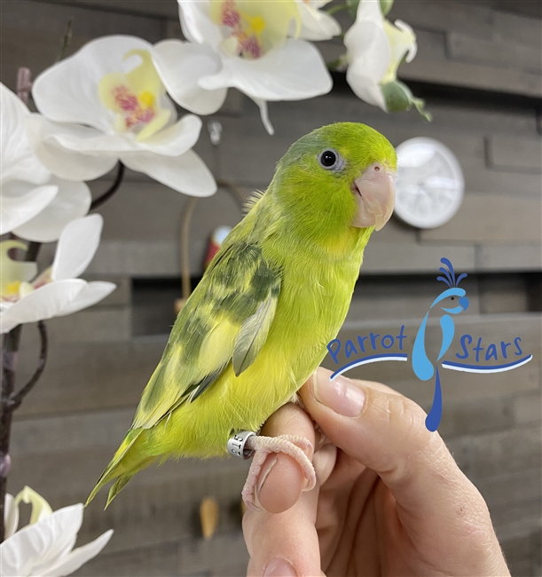 Parrotlet - Green Pied- Female