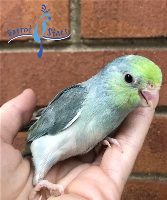 Parrotlet - Turquoise - Female