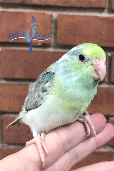 Parrotlet - Turquoise Pied - Female