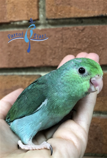 Parrotlet - Turquoise - Female