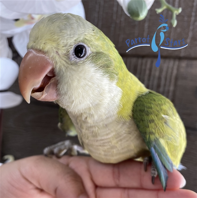 Quaker - Green Opaline  - Female