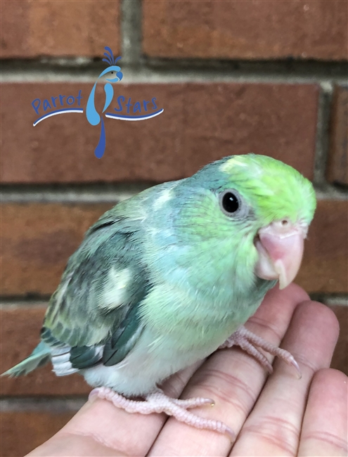 Parrotlet - Turquoise Pied - Female