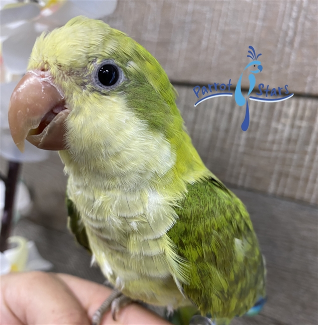 Quaker - Green Opaline - Female