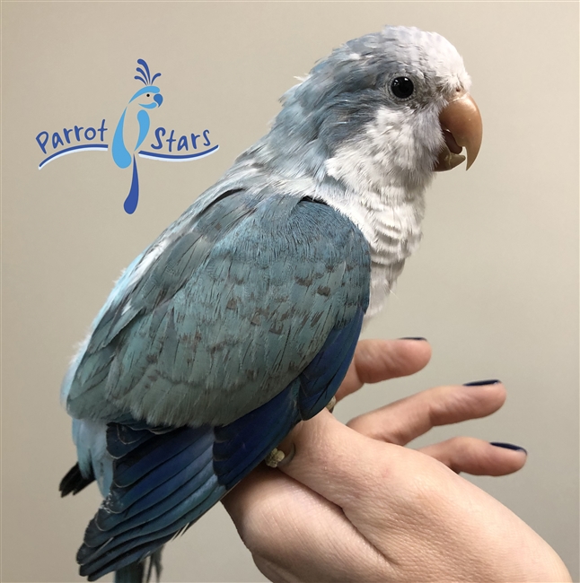 Quaker - Blue Opaline - Female