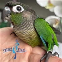 Green Cheek Conure - Normal - Male