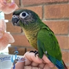 Green Cheek Conure - Normal - Male