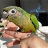 Green Cheek Conure - Normal - Female