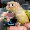 Green Cheek Conure - Cinnamon - Male