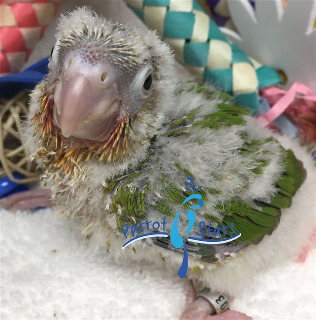 Green Cheek Conure - Pineapple