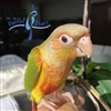 Green Cheek Conure - Pineapple - Female