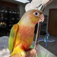 Green Cheek Conure - Pineapple - Female