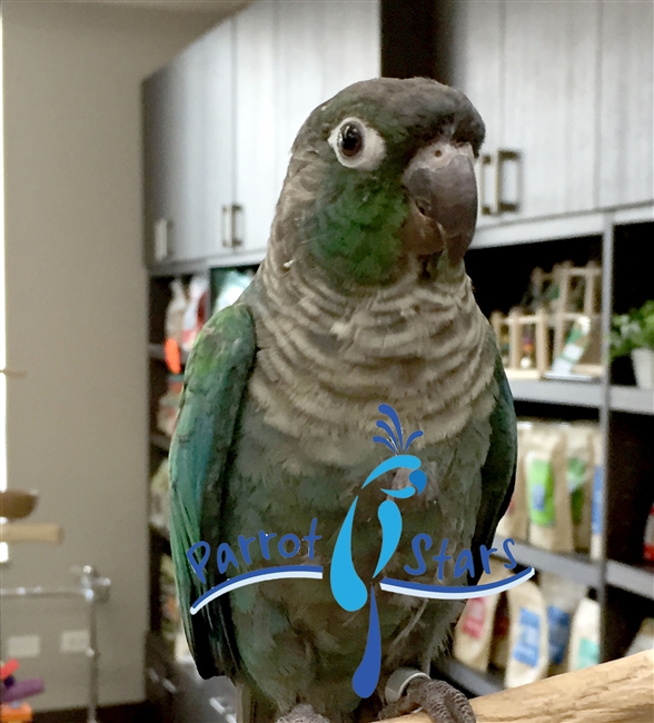 Green Cheek Conure - Turquoise