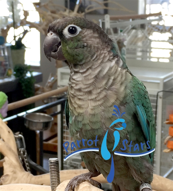 Green Cheek Conure - Turquoise