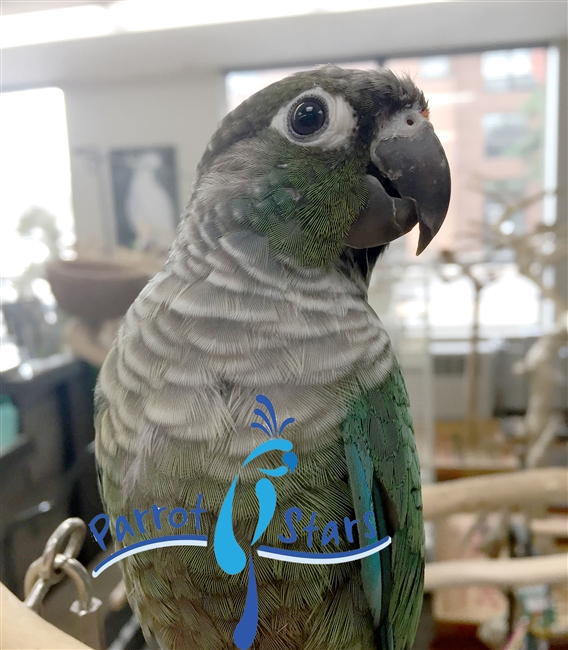 Green Cheek Conure - Turquoise