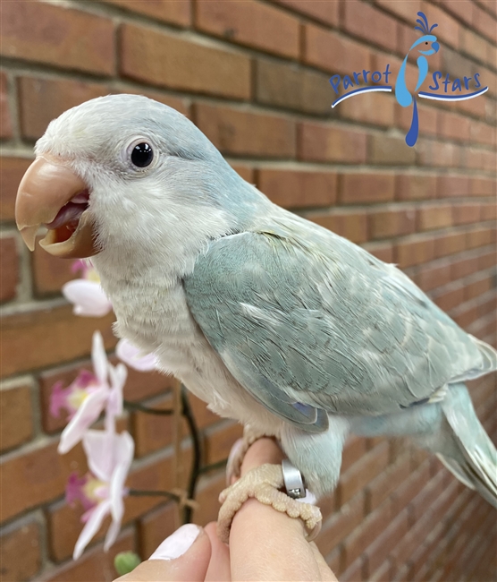 Quaker - Blue Pallid - Male