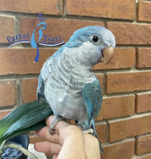 Quaker - Blue - Male