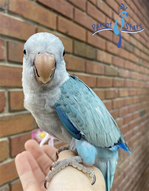 Quaker - Blue Opaline - Male