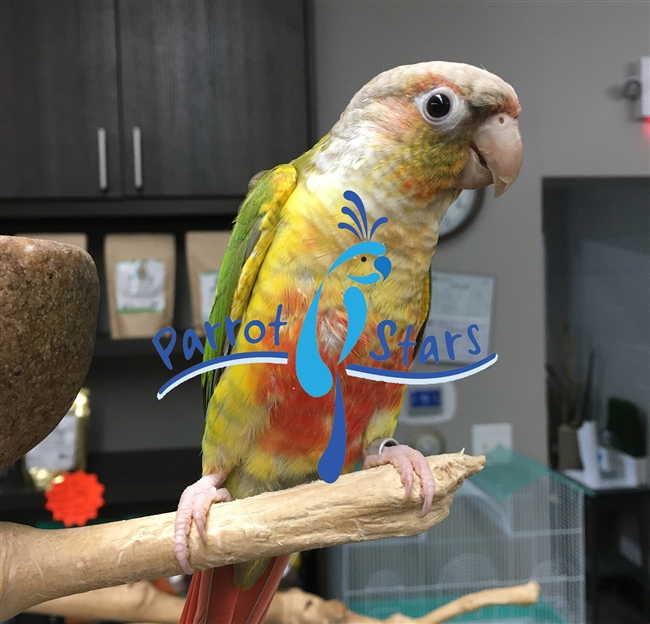 Green Cheek Conure - Pineapple