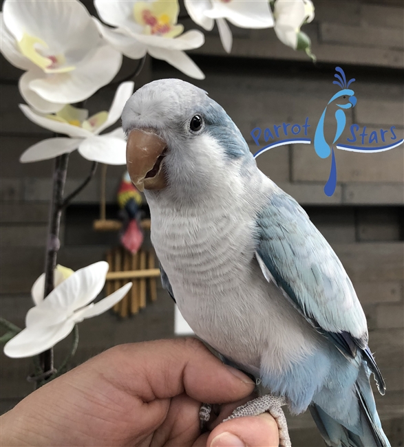 Quaker - Blue - Male