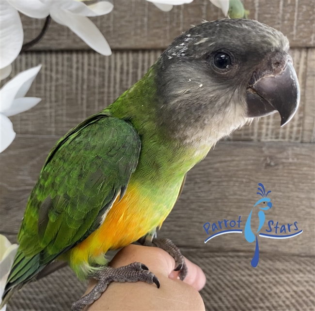 Senegal Parrot - Parrot Stars