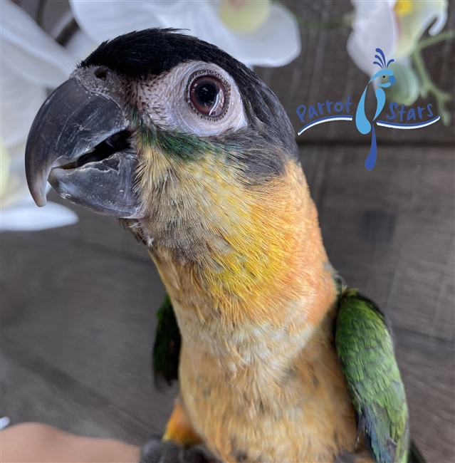 Black Headed Caique - Male