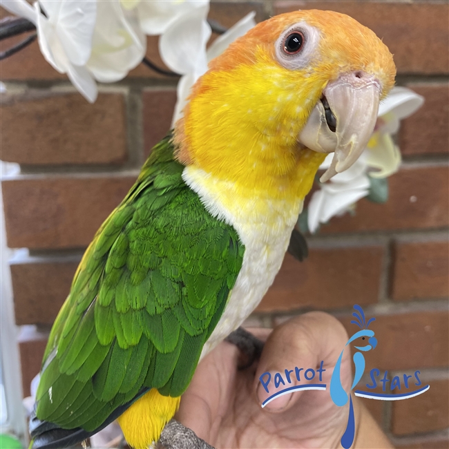 White Bellied Caique - Female