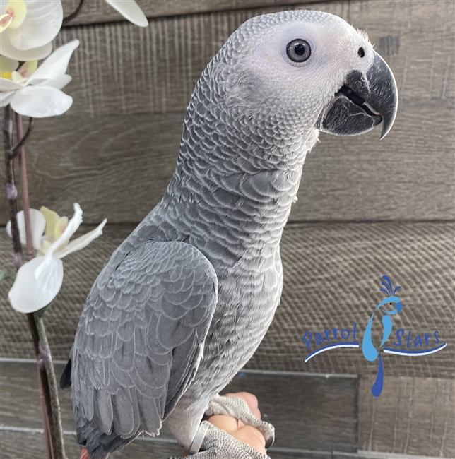 Congo African Grey - Male