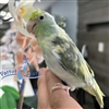 Parrotlet - Turquoise Pied - Female