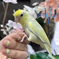 Parrotlet -  Dilute Turquoise - Male